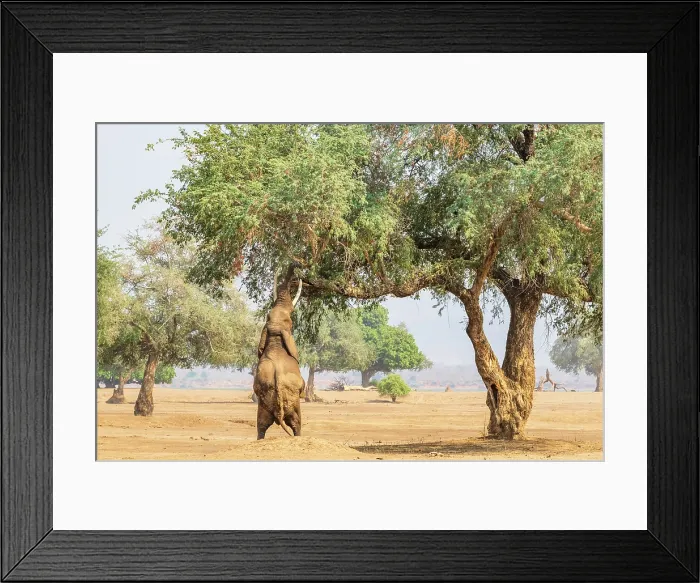 Framed Print : africa, Zimbabwe, Mana Pools National Park. Wild Elephant bull (called Boris) performing the stand up browsing in the Ana tree Framed Print : africa, Zimbabwe, Mana Pools National Park. Wild Elephant bull (called Boris) performing the stand up browsing in the Ana tree