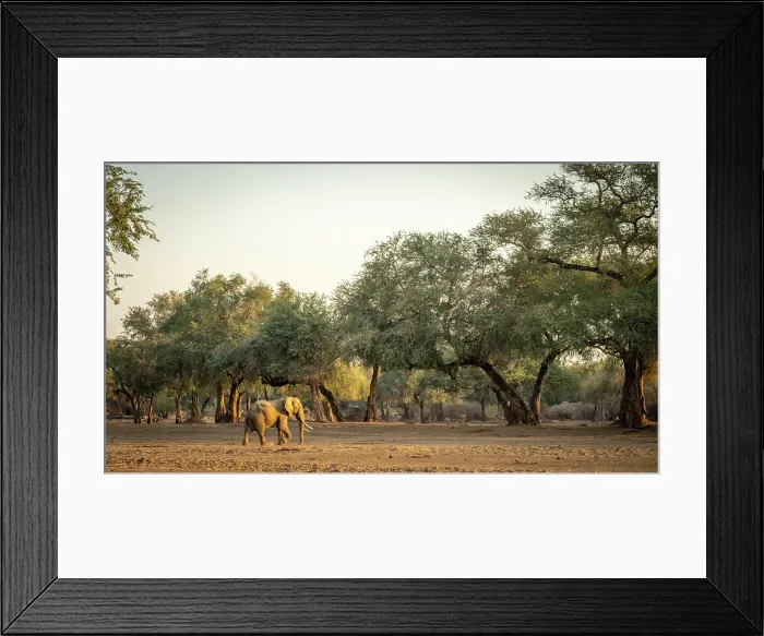 Framed Print : africa, Zimbabwe, Mana Pools National Park. Wild Elephant bull walking in the forest of Ana trees Framed Print : africa, Zimbabwe, Mana Pools National Park. Wild Elephant bull walking in the forest of Ana trees