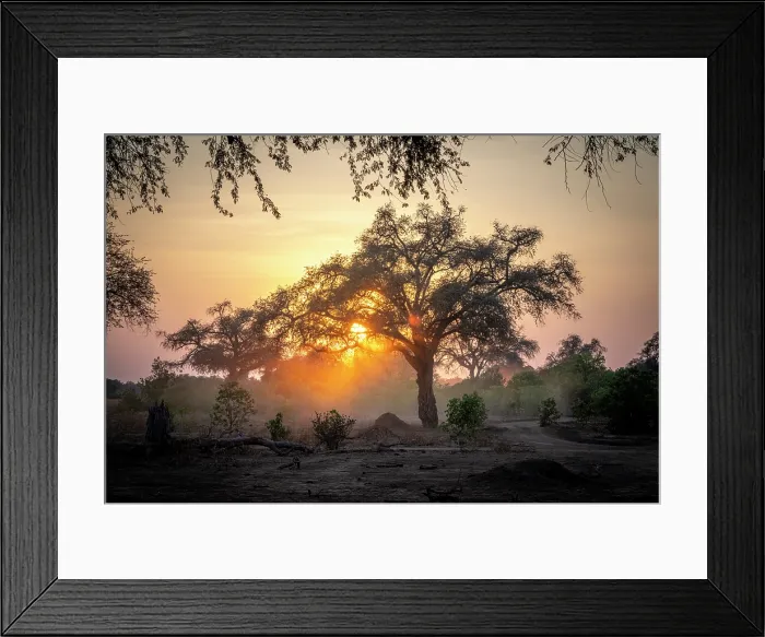 Framed Print : africa, Zimbabwe, Mana Pools National Park. Sunrise in a tree