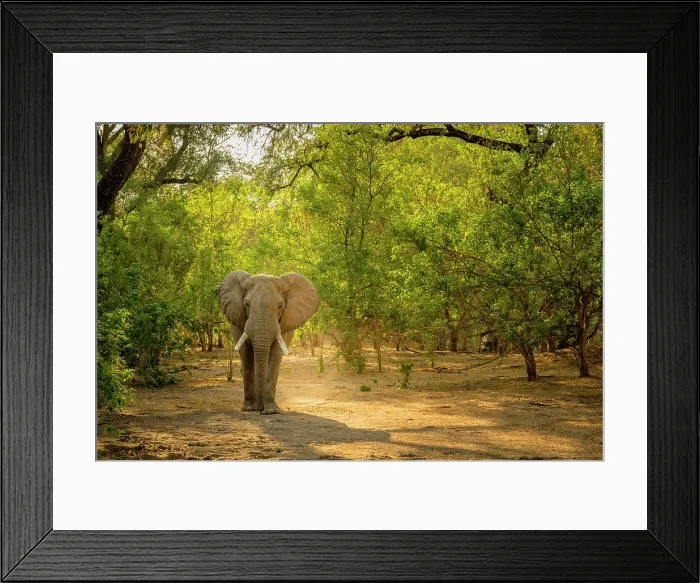 Framed Print : africa, Zimbabwe, Mana Pools National Park. Elephant bull in the morning light in the forest
