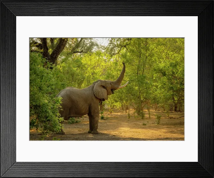 Framed Print : africa, Zimbabwe, Mana Pools National Park. Elephant bull in the forest stretching his trunk for the upper leaves on a tree Framed Print : africa, Zimbabwe, Mana Pools National Park. Elephant bull in the forest stretching his trunk for the upper leaves on a tree