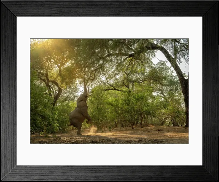Framed Print : africa, Zimbabwe, Mana Pools National Park. Elephant bull in the forest standing on his hind legs for the upper leaves on a tree in the morning sun Framed Print : africa, Zimbabwe, Mana Pools National Park. Elephant bull in the forest standing on his hind legs for the upper leaves on a tree in the morning sun