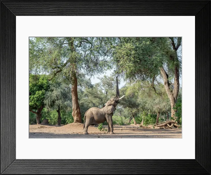 Framed Print : africa, Zimbabwe, Mana Pools National Park. Elephant bull in the forest stretching his trunk for the upper leaves on a tree Framed Print : africa, Zimbabwe, Mana Pools National Park. Elephant bull in the forest stretching his trunk for the upper leaves on a tree
