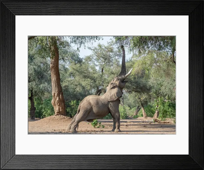Framed Print : africa, Zimbabwe, Mana Pools National Park. Elephant bull in the forest stretching his trunk for the upper leaves on a tree Framed Print : africa, Zimbabwe, Mana Pools National Park. Elephant bull in the forest stretching his trunk for the upper leaves on a tree