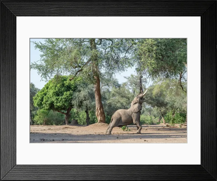 Framed Print : africa, Zimbabwe, Mana Pools National Park. Elephant bull in the forest stretching his trunk for the upper leaves on a tree Framed Print : africa, Zimbabwe, Mana Pools National Park. Elephant bull in the forest stretching his trunk for the upper leaves on a tree