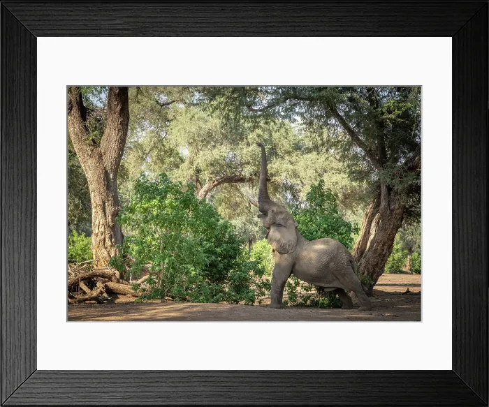 Framed Print : africa, Zimbabwe, Mana Pools National Park. Elephant bull in the forest stretching his trunk for the upper leaves on a tree Framed Print : africa, Zimbabwe, Mana Pools National Park. Elephant bull in the forest stretching his trunk for the upper leaves on a tree