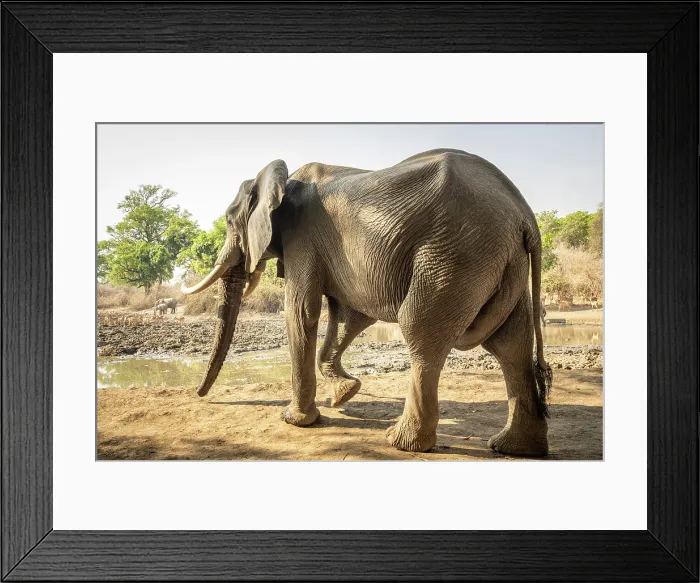 Framed Print : africa, Zimbabwe, Mana Pools National Park. Kanga expeditions camp, a big elephant seen from the hide at the waterhole Framed Print : africa, Zimbabwe, Mana Pools National Park. Kanga expeditions camp, a big elephant seen from the hide at the waterhole