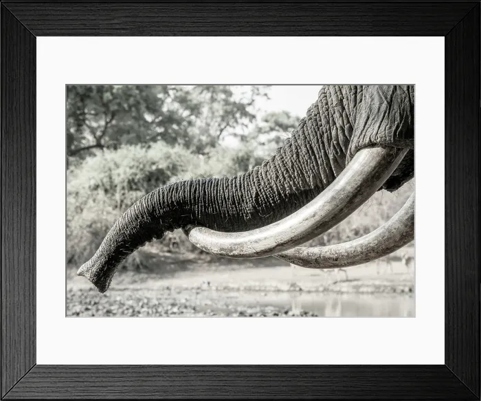 Framed Print : africa, Zimbabwe, Mana Pools National Park. Close up of the trunk relaxing on the tusks of an elephant at the waterhole Framed Print : africa, Zimbabwe, Mana Pools National Park. Close up of the trunk relaxing on the tusks of an elephant at the waterhole