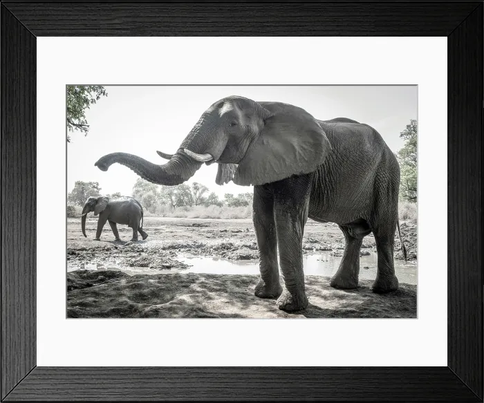 Framed Print : africa, Zimbabwe, Mana Pools National Park. Kanga Expeditions camp and its waterhole with elephants Framed Print : africa, Zimbabwe, Mana Pools National Park. Kanga Expeditions camp and its waterhole with elephants