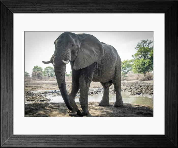 Framed Print : africa, Zimbabwe, Mana Pools National Park. Kanga Expeditions camp and its waterhole with a huge elephant seen from the hide Framed Print : africa, Zimbabwe, Mana Pools National Park. Kanga Expeditions camp and its waterhole with a huge elephant seen from the hide