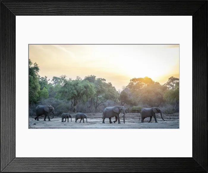 Framed Print : africa, Zimbabwe, Mana Pools National Park. A herd of elephants walking in the dry riverbed