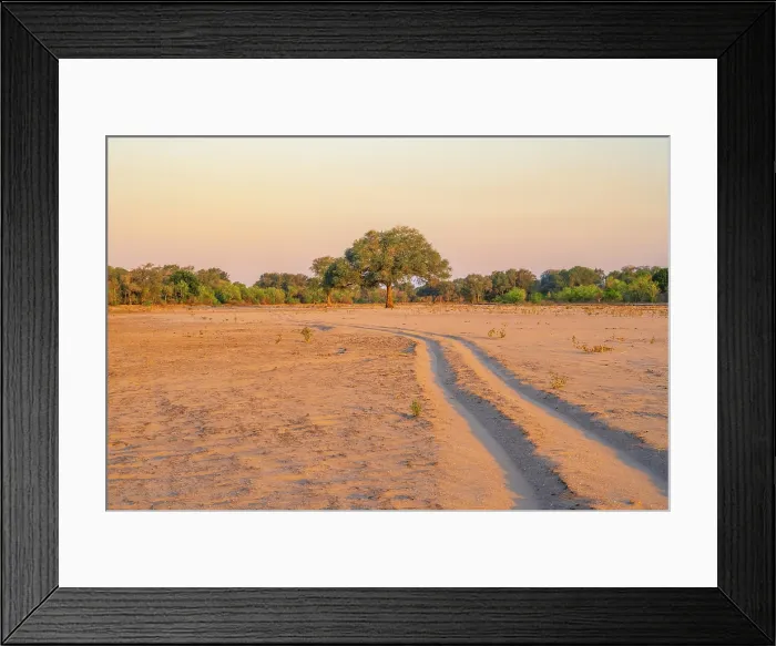 Framed Print : africa, Zimbabwe, Mana Pools National Park. A sand track in a river bed at sunset Framed Print : africa, Zimbabwe, Mana Pools National Park. A sand track in a river bed at sunset