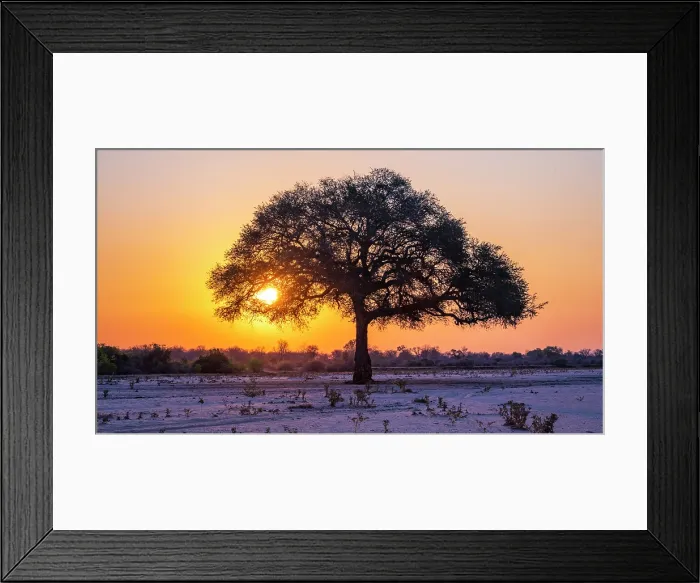 Framed Print : africa, Zimbabwe, Mana Pools National Park. A lone tree in a river bed at sunset