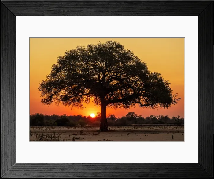 Framed Print : africa, Zimbabwe, Mana Pools National Park. A lone tree in a river bed at sunset Framed Print : africa, Zimbabwe, Mana Pools National Park. A lone tree in a river bed at sunset