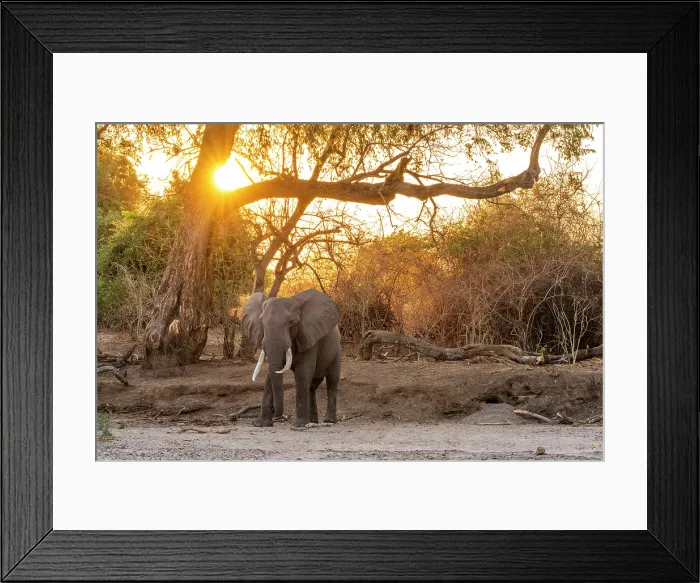 Framed Print : africa, Zimbabwe, Mana Pools National Park. An elephant searching for water in a dry river bed at sunset Framed Print : africa, Zimbabwe, Mana Pools National Park. An elephant searching for water in a dry river bed at sunset
