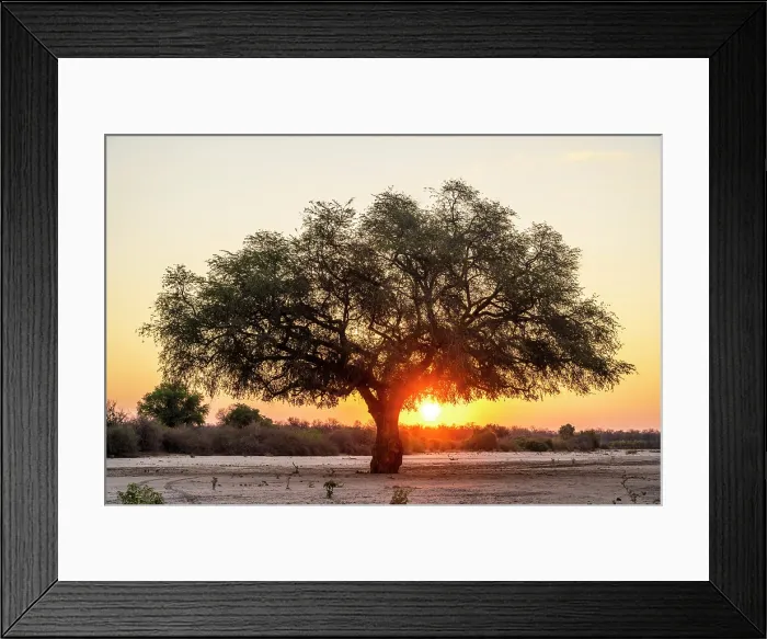 Framed Print : africa, Zimbabwe, Mana Pools National Park. A lone tree in a river bed at sunset