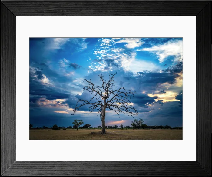 Framed Print : africa, Zimbabwe, Hwange National Park. A dry tree at sunset Framed Print : africa, Zimbabwe, Hwange National Park. A dry tree at sunset
