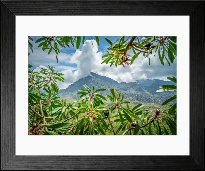 Framed Print : africa, Zimbabwe, Eastern Highlands, Chimanimani National Park. On a hiking path Framed Print : africa, Zimbabwe, Eastern Highlands, Chimanimani National Park. On a hiking path