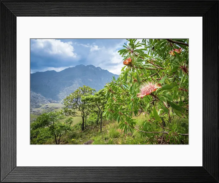 Framed Print : africa, Zimbabwe, Eastern Highlands, Chimanimani National Park. The nature on a hiking path Framed Print : africa, Zimbabwe, Eastern Highlands, Chimanimani National Park. The nature on a hiking path
