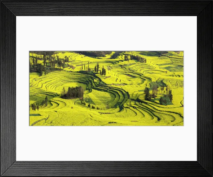 Framed Print : China, Zhonghua, Yunnan, Luoping county, Rape seed fields on rice terraces at Niuje Framed Print : China, Zhonghua, Yunnan, Luoping county, Rape seed fields on rice terraces at Niuje