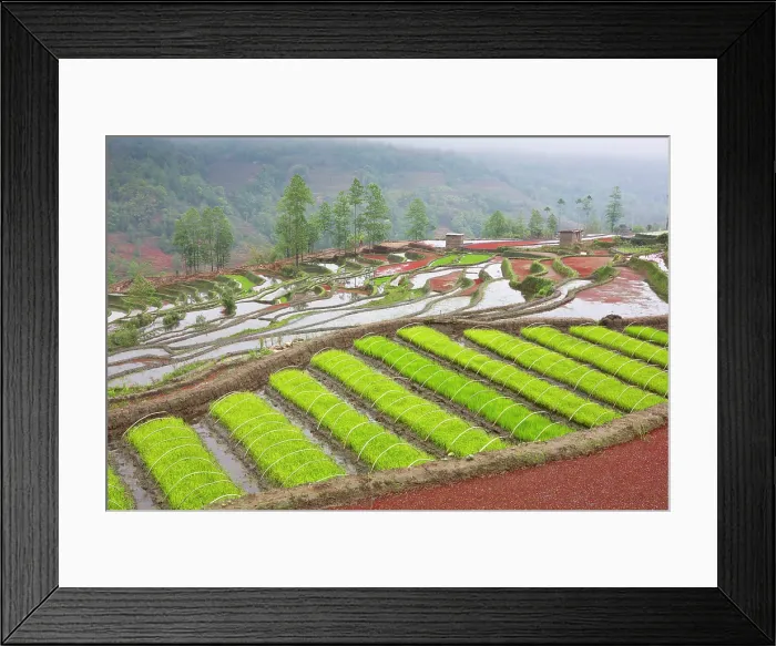 Framed Print : China, Zhonghua, Yunnan, Yuanyang, Hani rice terraces Framed Print : China, Zhonghua, Yunnan, Yuanyang, Hani rice terraces