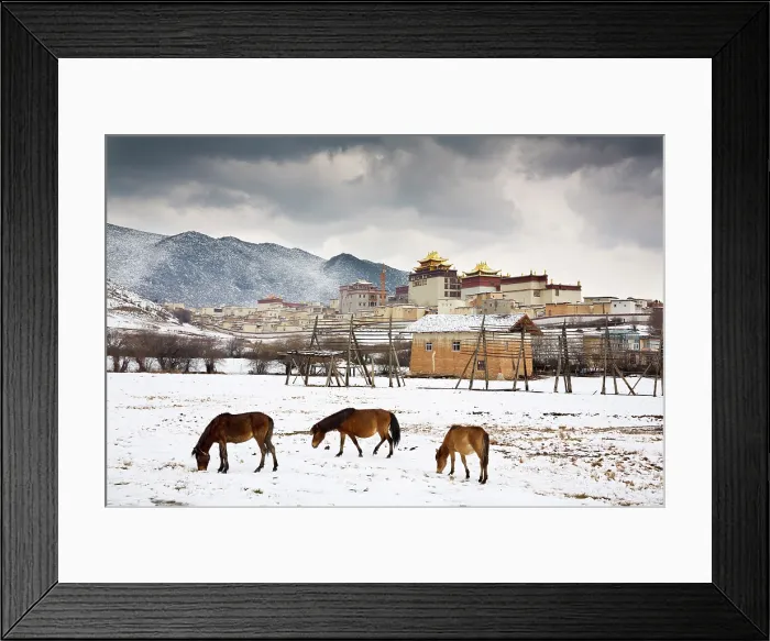 Framed Print : China, Zhonghua, Yunnan, Zhongdian Horses grazing in front of Songzanlin Monastery, Shangri La county Framed Print : China, Zhonghua, Yunnan, Zhongdian Horses grazing in front of Songzanlin Monastery, Shangri La county