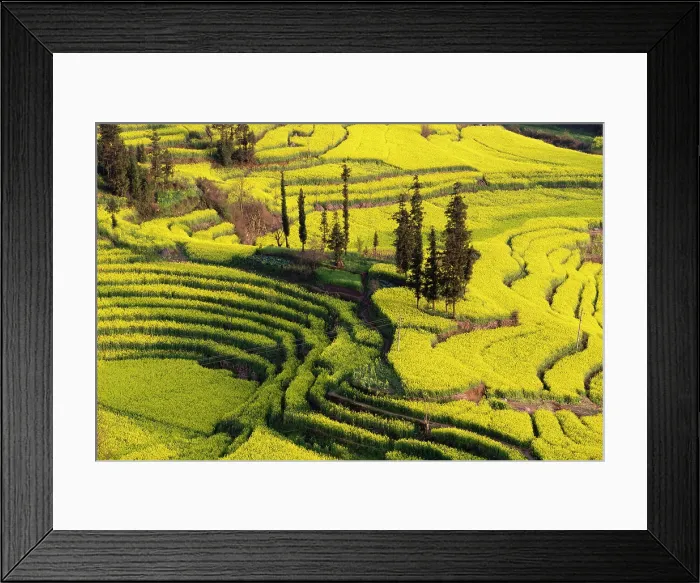 Framed Print : China, Zhonghua Yunnan, Luoping county, Rape seed flowers on rice terraces at Niuje Framed Print : China, Zhonghua Yunnan, Luoping county, Rape seed flowers on rice terraces at Niuje