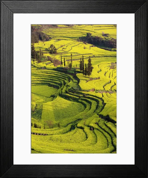 Framed Print : China, Zhonghua Yunnan, Luoping county, Rape seed flowers on rice terraces at Niuje Framed Print : China, Zhonghua Yunnan, Luoping county, Rape seed flowers on rice terraces at Niuje