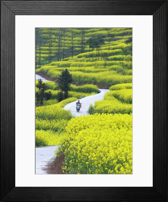 Framed Print : China, Zhonghua, Yunnan, Luoping county, a man rides a motorbike through rape seed fields Framed Print : China, Zhonghua, Yunnan, Luoping county, a man rides a motorbike through rape seed fields