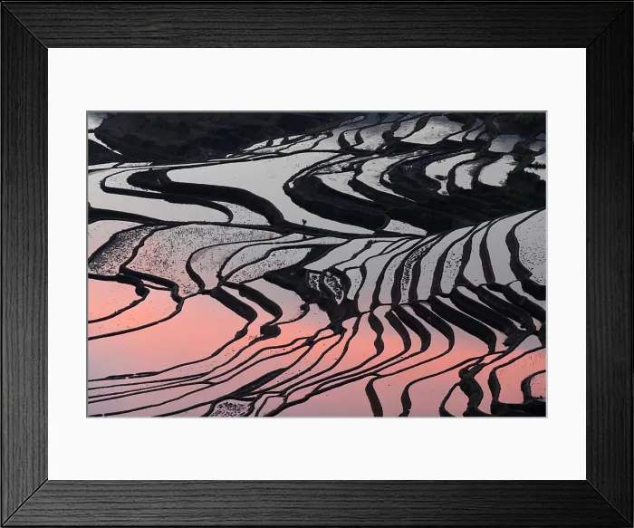 Framed Print : China, Zhonghua, Yunnan, Yuanyang, A farmer walks through the rice terraces Framed Print : China, Zhonghua, Yunnan, Yuanyang, A farmer walks through the rice terraces