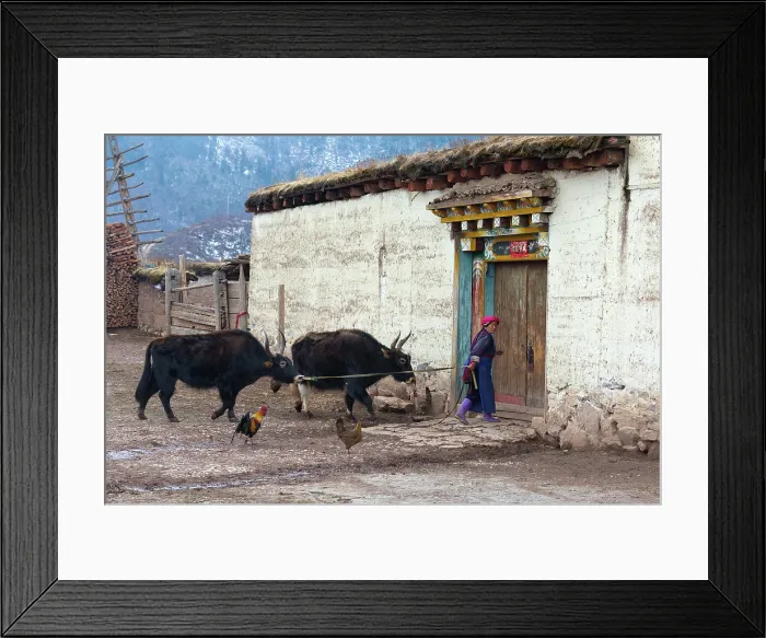 Framed Print : China; Zhonghua; Yunnan; Zhongdian; Shangri-La; a woman leads 2 yaks into a barn Framed Print : China; Zhonghua; Yunnan; Zhongdian; Shangri-La; a woman leads 2 yaks into a barn