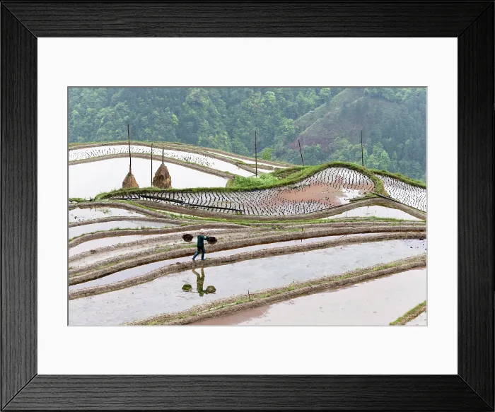 Framed Print : China, Zhonghua, Guizhou, Woman walking through the Jiabang rice terraces Framed Print : China, Zhonghua, Guizhou, Woman walking through the Jiabang rice terraces