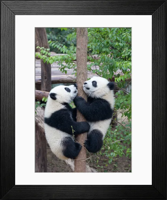 Framed Print : China, Zhonghua, Sichuan, Chengdu, Two baby pandas climbing a tree, Chengdu Research Base of Giant Panda Breeding Framed Print : China, Zhonghua, Sichuan, Chengdu, Two baby pandas climbing a tree, Chengdu Research Base of Giant Panda Breeding