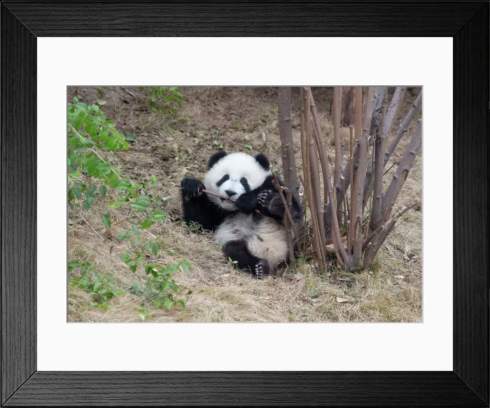 Framed Print : China, Zhonghua, Sichuan, Chengdu, A baby panda, Chengdu Research Base of Giant Panda Breeding Framed Print : China, Zhonghua, Sichuan, Chengdu, A baby panda, Chengdu Research Base of Giant Panda Breeding