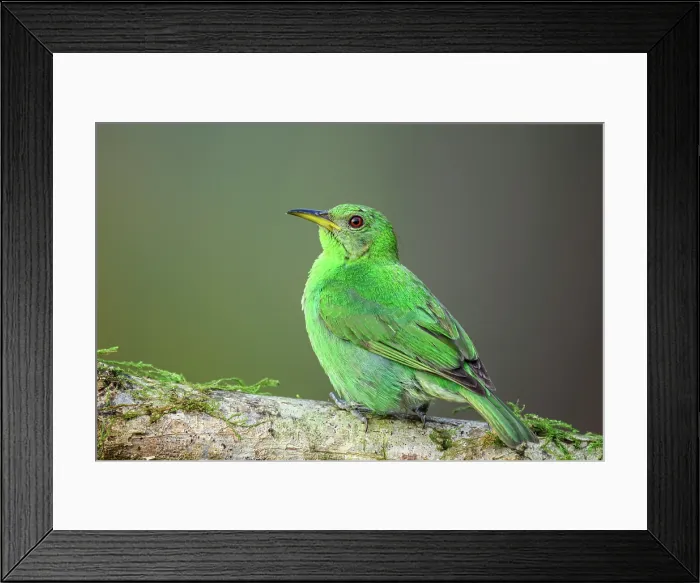 Framed Print : Green honeycreeper (Chlorophanes spiza)