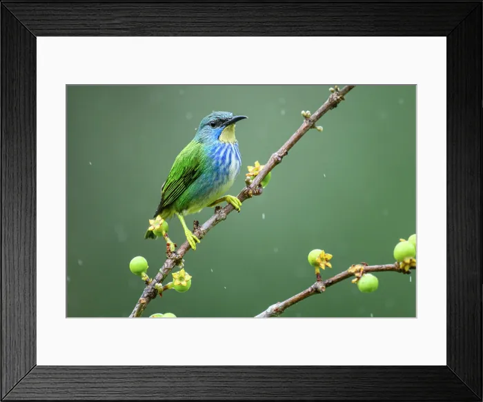 Framed Print : Green honeycreeper (Chlorophanes spiza) Framed Print : Green honeycreeper (Chlorophanes spiza)