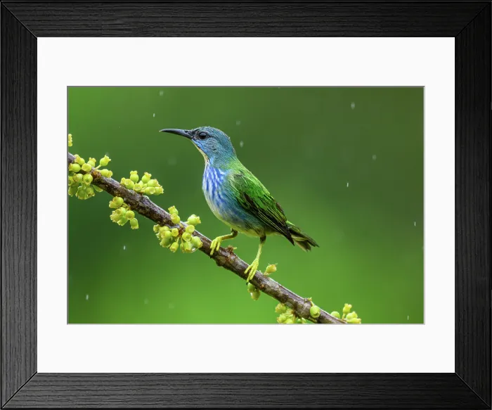 Framed Print : Green honeycreeper (Chlorophanes spiza)