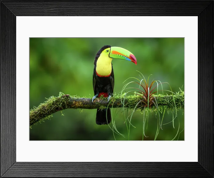 Framed Print : Keel-billed toucan (Ramphastos sulfuratus), Toucan family, Costa Rica Framed Print : Keel-billed toucan (Ramphastos sulfuratus), Toucan family, Costa Rica