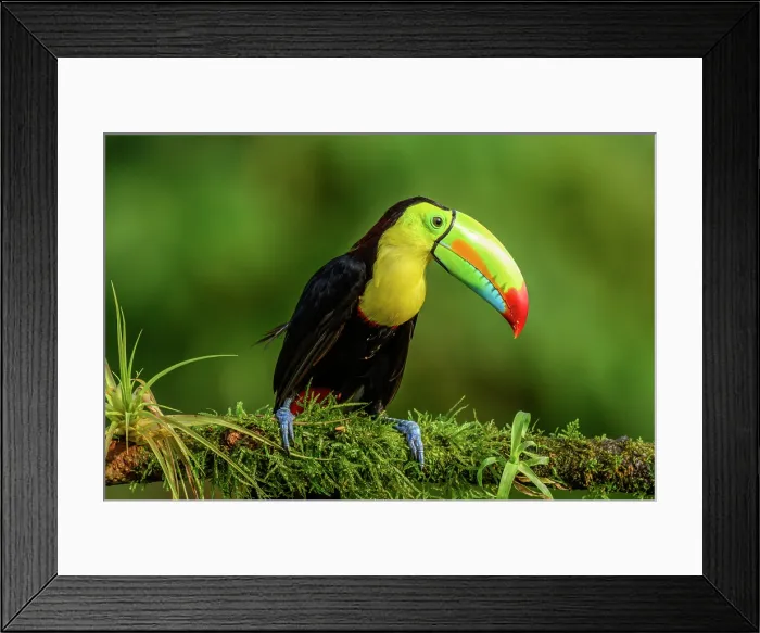Framed Print : Keel-billed toucan (Ramphastos sulfuratus), Toucan family, Costa Rica Framed Print : Keel-billed toucan (Ramphastos sulfuratus), Toucan family, Costa Rica