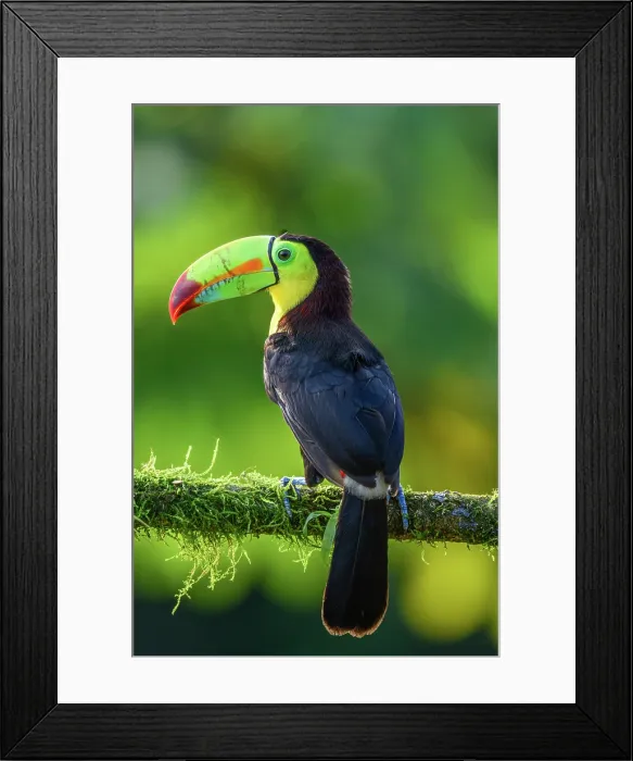 Framed Print : Keel-billed toucan (Ramphastos sulfuratus), Toucan family, Costa Rica Framed Print : Keel-billed toucan (Ramphastos sulfuratus), Toucan family, Costa Rica
