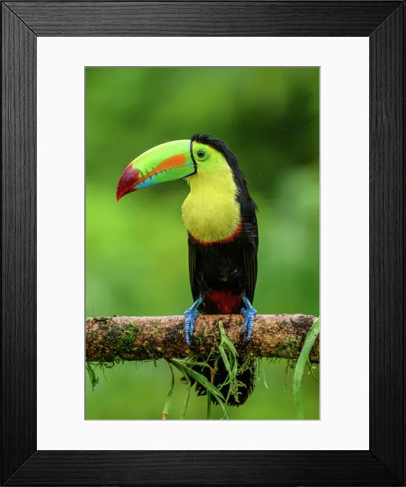 Framed Print : Keel-billed toucan (Ramphastos sulfuratus), Toucan family, Costa Rica Framed Print : Keel-billed toucan (Ramphastos sulfuratus), Toucan family, Costa Rica