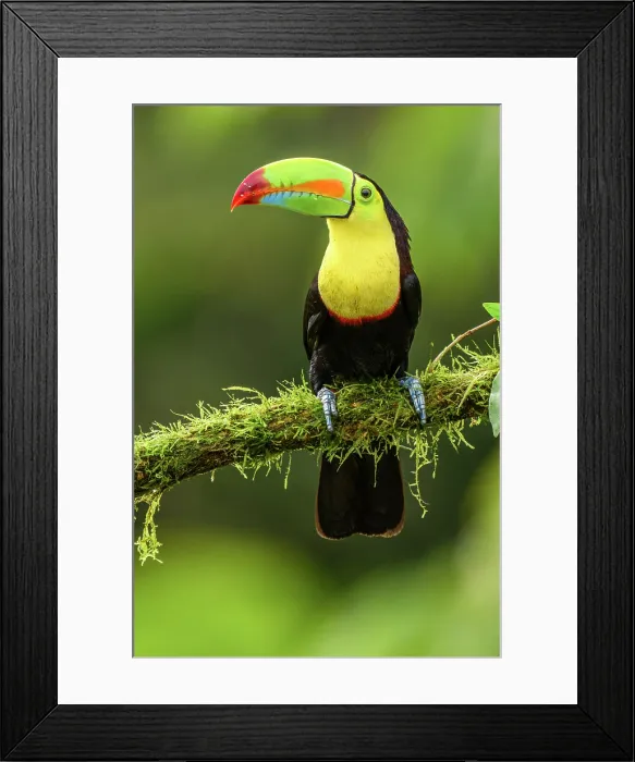 Framed Print : Keel-billed toucan (Ramphastos sulfuratus), Toucan family, Costa Rica