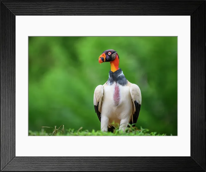 Framed Print : King vulture (Sarcoramphus papa) Vulture, Costa Rica Framed Print : King vulture (Sarcoramphus papa) Vulture, Costa Rica