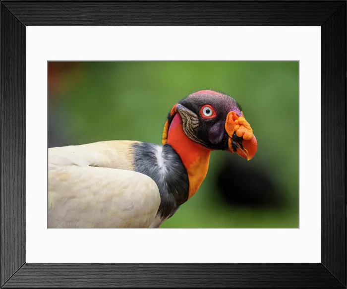 Framed Print : King vulture (Sarcoramphus papa) Vulture, Costa Rica Framed Print : King vulture (Sarcoramphus papa) Vulture, Costa Rica