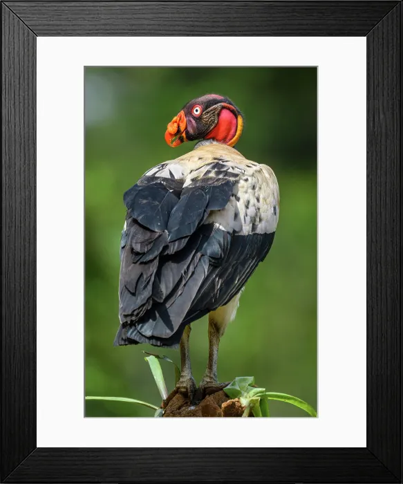 Framed Print : King vulture (Sarcoramphus papa) Vulture, Costa Rica Framed Print : King vulture (Sarcoramphus papa) Vulture, Costa Rica