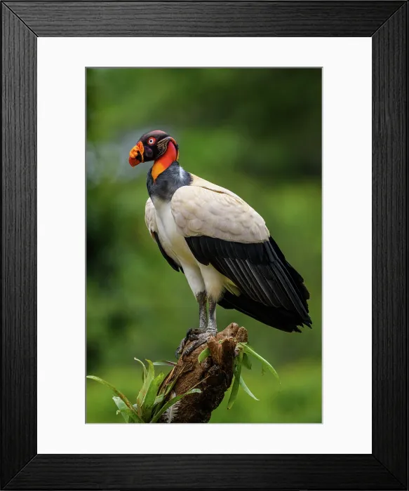 Framed Print : King vulture (Sarcoramphus papa) Vulture, Costa Rica Framed Print : King vulture (Sarcoramphus papa) Vulture, Costa Rica
