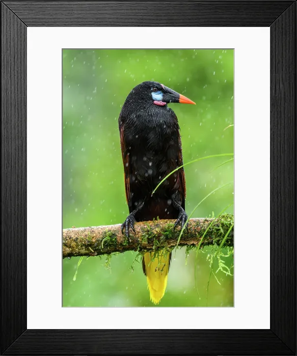 Framed Print : Montezuma oropendola (Psarocolius montezuma) Framed Print : Montezuma oropendola (Psarocolius montezuma)