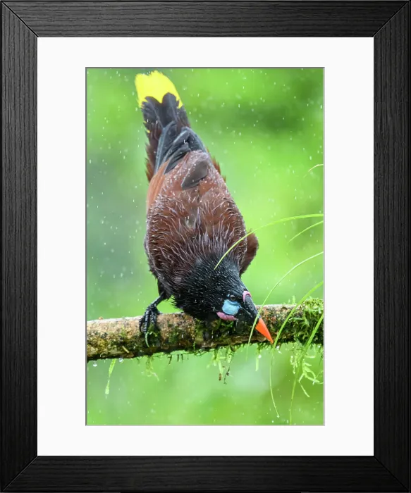 Framed Print : Montezuma oropendola (Psarocolius montezuma) Framed Print : Montezuma oropendola (Psarocolius montezuma)