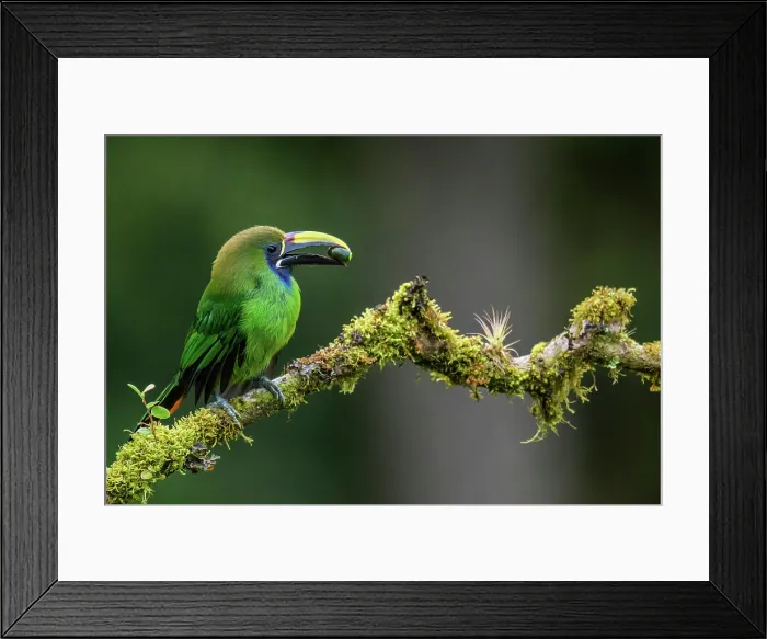 Framed Print : Northern Emerald-Toucanet (Aulacorhynchus prasinus) Framed Print : Northern Emerald-Toucanet (Aulacorhynchus prasinus)
