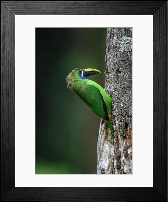 Framed Print : Northern Emerald-Toucanet (Aulacorhynchus prasinus) Framed Print : Northern Emerald-Toucanet (Aulacorhynchus prasinus)